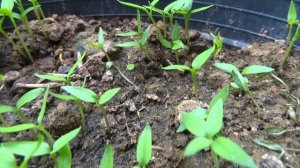 Quick and Easy Way To Grow Chili from seeds