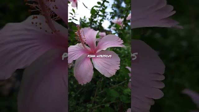 Pink Hibiscus in full bloom