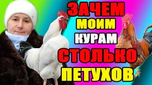 Зачем моим курам столько петухов. Жесткая конкуренция в стаде.