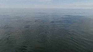 Шоу фонтанов горбатых китов в Кроноцком заповеднике