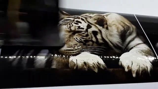 Печать наклейки на ноутбук "Тигр" Виниловая самоклейка Oracal смотреть онлайн
