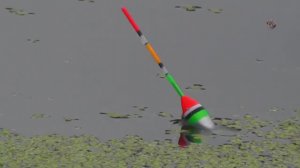 🐟 Подборка КРАСИВЫХ ПОКЛЁВОК летом на Поплавок. Fishing angeln la pesca câu cá memancing Fish ประมง