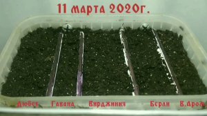 Рассада табака. Свой табак, сезон 2020 года. Поминутный обзор. Часть 1.