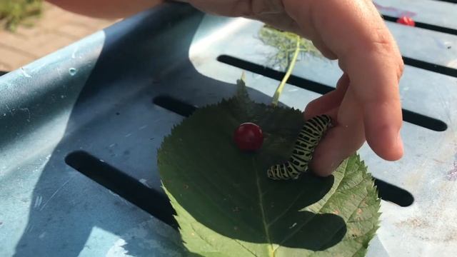 ? Нашли с папой гусеницу | Соня Андреевна Live ? смотреть онлайн