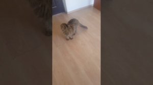 Волонтер завет красивого котика поесть