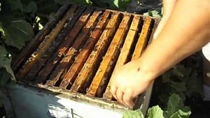 пчелы строят соты с пчелиными ячейками, без вощины