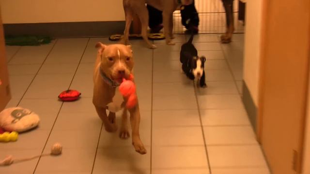 Shelby, the Labra-Bull Puppy, Wags Her Way Home смотреть онлайн