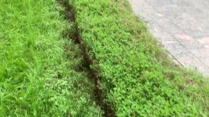 Топиарная стрижка спиреи аккумуляторным электроинструментом макита "DUN500WZ"