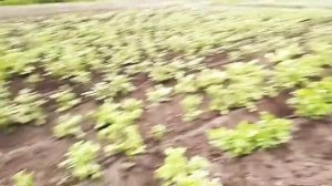 Самодельные окучники из газового балона.Второе окучивание.