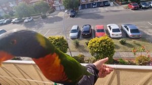 Австралийские попугаи лорикеты все ручные ! Не боятся людей,ходят по голове.Элла Австралия