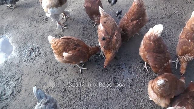 Хозяйство Воронова | Куры | Головастики для кур