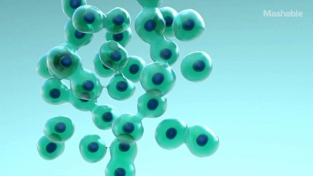 How to Reverse Gray Hair, According to Scientists | Mashable смотреть онлайн