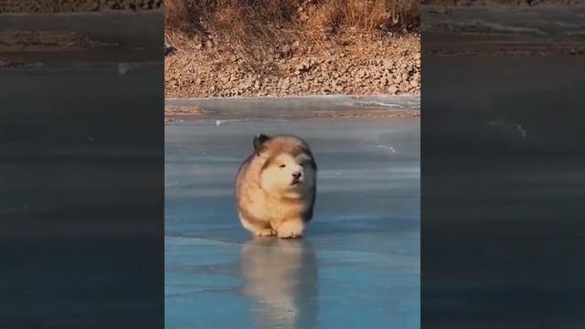 Пушистые аляскинские маламуты! Одна из древнейших пород собак смотреть онлайн