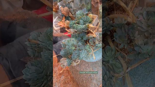 Repot big succulents  #flowerplant #다육이들 #多肉植物 #succulents смотреть онлайн