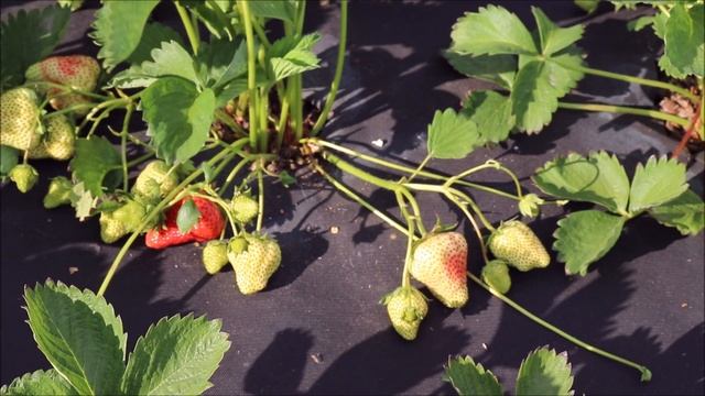 Описание сорта. Клубника Королева Елизавета 2. Ремонтантный сорт. смотреть онлайн