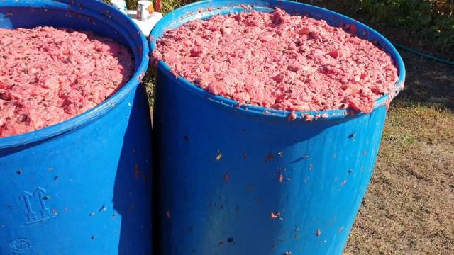 Выбиваем семена арбуза по бразильской технологии смотреть онлайн