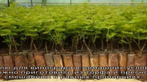 Почва для винограда