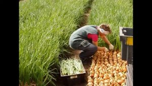 посев семян ели в теплице