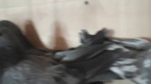 Свердловские высоколетные  мраморные голуби