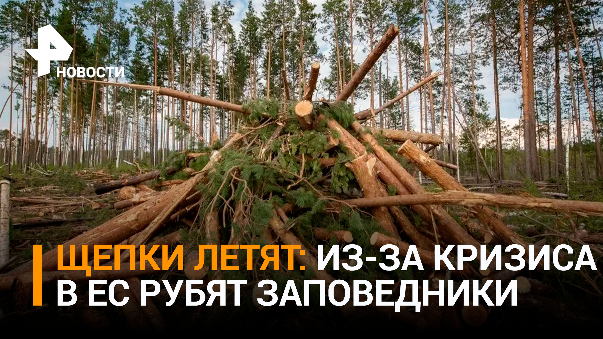 Как заповедные леса попали "под топор" в ЕС и почему это не остановят / РЕН Новости