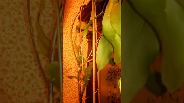 ...а запах...!!! смотреть онлайн