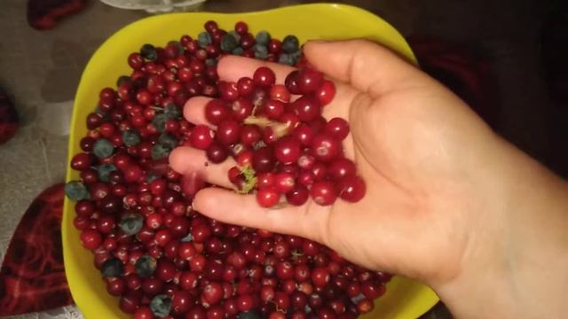 Итоги сбора двух выходных#клюква#брусника#морская капуста#и как все это хранить смотреть онлайн