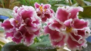 Фиалка СМ Амадеус пинк — описание и характеристики сорта