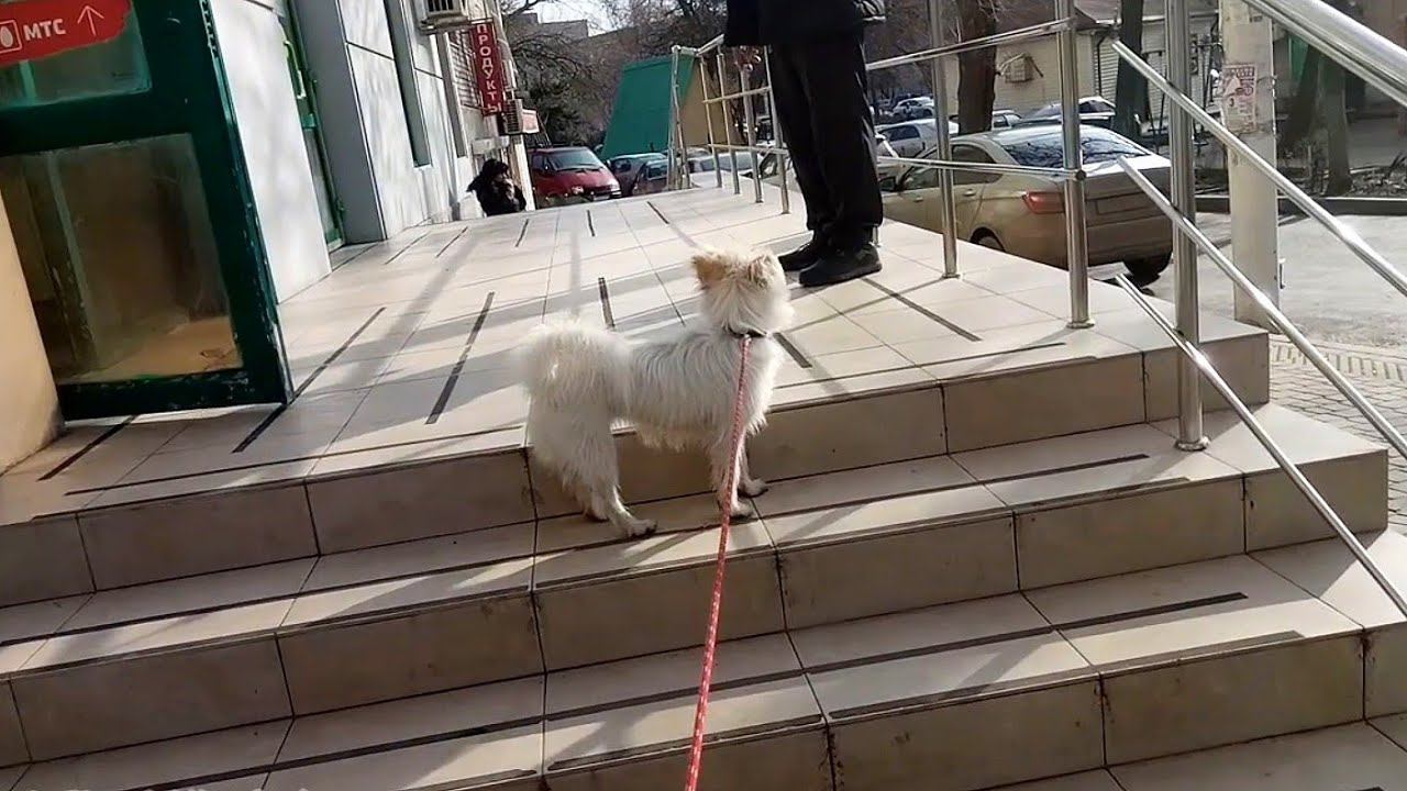 Любопытная Эльза. Прогулка в городе