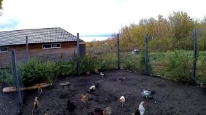 Виноград для кур