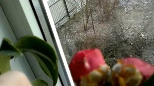 от начала и до конца цветение камелии