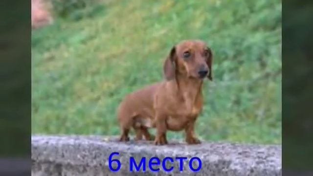 Самые маленькие породы собак!