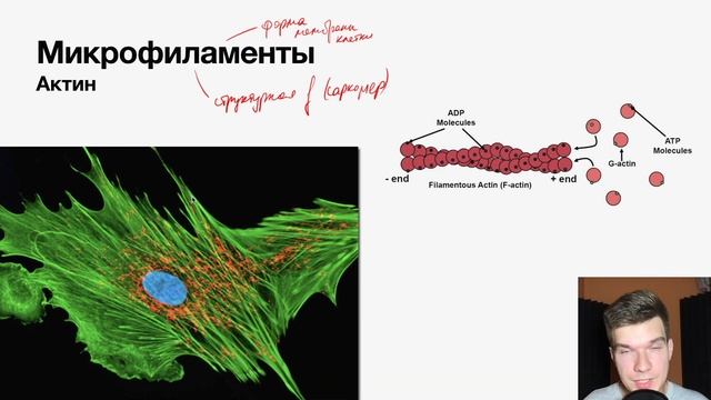 Микрофиламенты относятся к органоидам общего назначения. Микрофиламенты. микрофиламенты и промежуточные филаменты. активны микрофалимент.