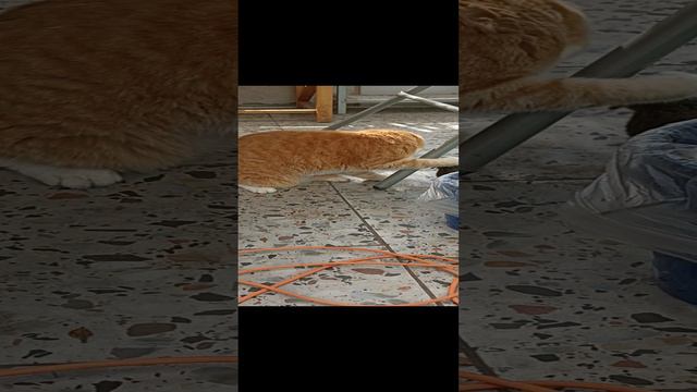 Кошки -мышки