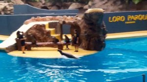 Лоро парк - Шоу морских львов. Loro parque - sea lions show