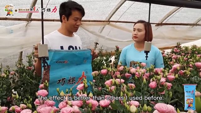 The reason why the price of this eustoma grandiflorum is high is to use cocoly fertilizer смотреть онлайн