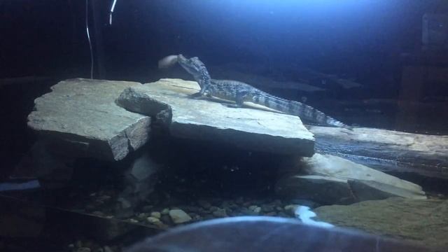 Крокодиловый кайман Феликс смотреть онлайн