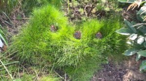 Обзор сада природного стиля, злаки и декоративные травы