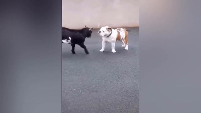 Подборка фейлов - Животные №3 😁 BEST Funny Animals Videos 2024 🥰 #3