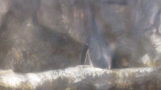 TLPA Gentoo Penguins building a nest смотреть онлайн