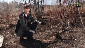 ГОЛУБИКА САДОВАЯ ВЫСОКОРОСЛАЯ УХОД ВЕСНОЙ | ГЛАВНЫЙ СЕКРЕТ ОБРЕЗКА ПОДКОРМКА МУЛЬЧИРОВАНИЕ