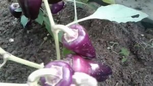 Сладкий перец "БИГ ПАПА",для новичков!?#sweetpeppers #pepper #выращиваниеперца #выращивание #перец