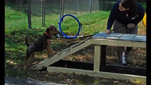 Airedale Terrier Club of New England Fun Day