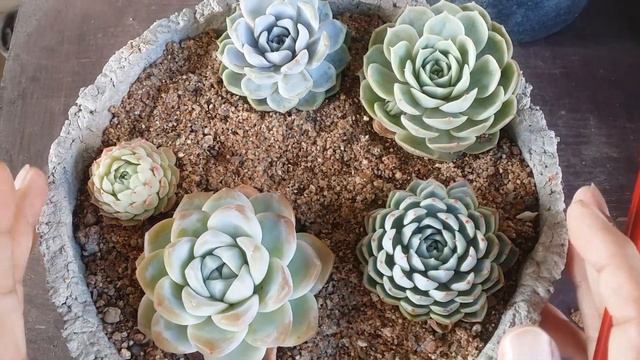  WHAT IF THE ARRANGEMENT IS NOT ARRANGED ACCORDING TO DIRECT  INDIRECT SUNLIGHT  HOW TO FIX IT