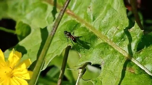 Случайное видео в котором я превзошел самого себя
