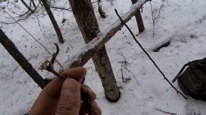 Ловим приваду. Заряжаем капканы на #соболя