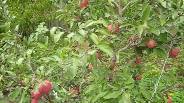 Яблоня сорт Роял Ред Делишес товарность,вкус на высоте даже в тяжелый год смотреть онлайн