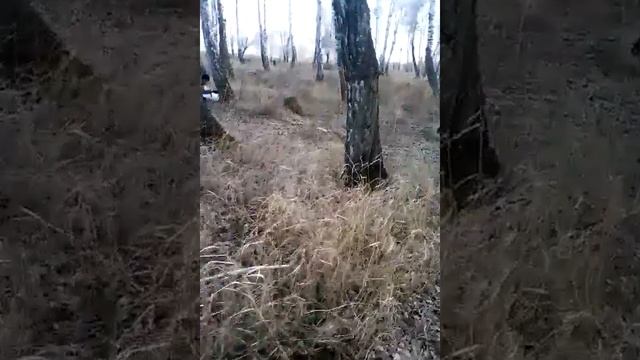 Поход за берёзовыми соком! смотреть онлайн