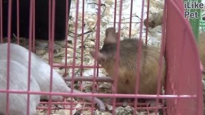 4 совета, которые помогут приручить мышь на ilikepet