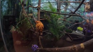 Зоопарк Торонто. Отдых на весь день