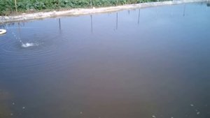 Сколько стоит пруд построить.